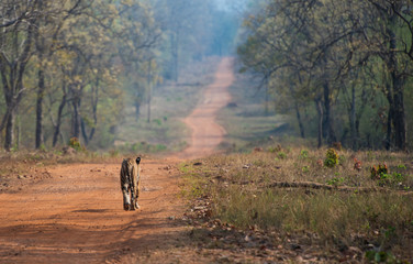 Tigress Maya walking on forest Trail at Tadoba Andhari Tiger Reserve,India