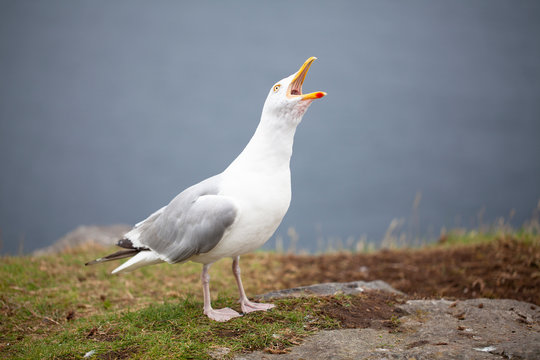Gaviota con el pico abierto