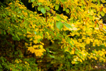 Obraz premium Beautiful colorful autumn leaves and trees