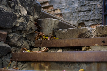 Background or texture of broken old, concrete steps on street with metal crossbars and fallen autumn, yellow leaves. Stone wall.