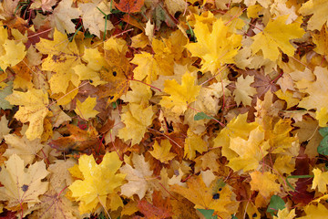 Autumn maple leaves lie on the grass. Nature background