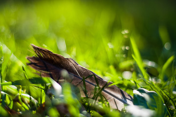 Background or texture of bright, tall, fresh, summer grass.