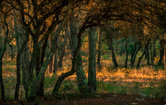 French  oak  wood in early morning  light . Provence  France.