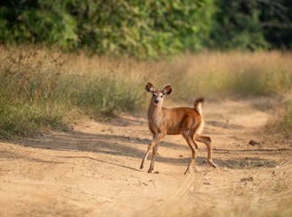 Sambar Deer Fawn seen at Tadoba Andhari Tiger Reserve,Maharashtra,India