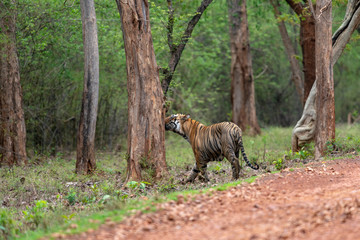 Male Tiger Namdev   seen at Tadoba Andhari Tiger Reserve,Maharashtra,India