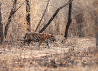 Male Tiger Shivaji  seen at Tadoba Andhari Tiger Reserve,Maharashtra,India