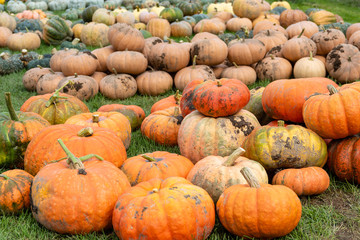 Sorting Pumpkins