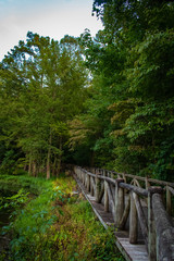 bridge in forest