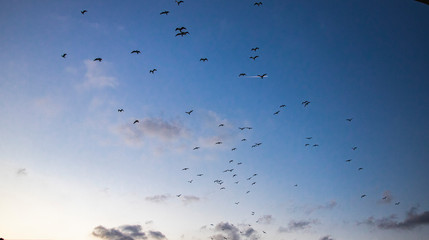 Cielo azul con aves