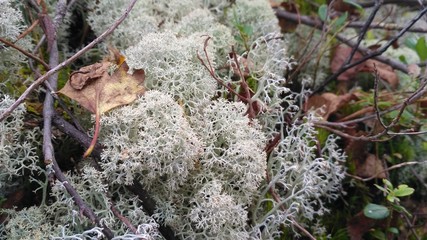 Star-tipped Reindeer Lichen. Beautiful air moss grows in a forest among other forest vegetation. Cladina stellaris. White reindeer moss photo, Northern Lichen. Arctic boreal zone