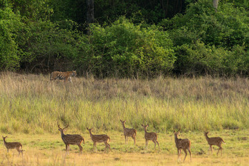 Tigress Sonam seen stalking on spotted deers  near Telia Lake  at Tadoba Andhari Tiger Reserve,Maharashtra,India