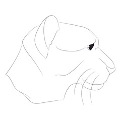 lioness portrait vector illustration, lines drawin