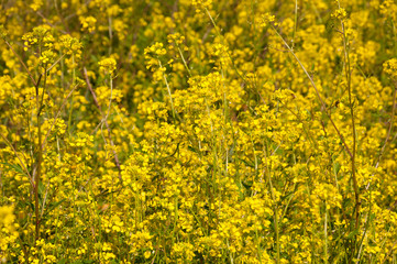 Obraz premium Wild mustard flowers in nature
