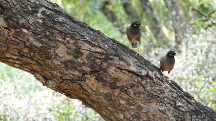 indian myna bird in cambodia