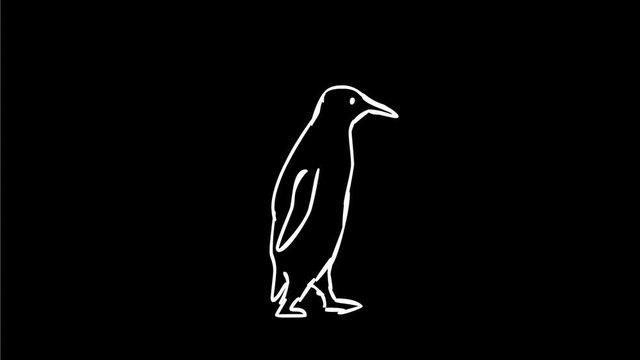 2d Animation motion graphics drawing of a penguin walking viewed from side  on white, black and green screen in HD high definition.