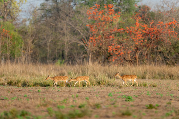 Spotted Deers Grazing  at Tadoba Andhari Tiger Reserve,Maharashtra,India