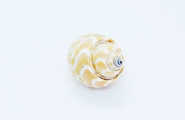 Seashell located on a white background