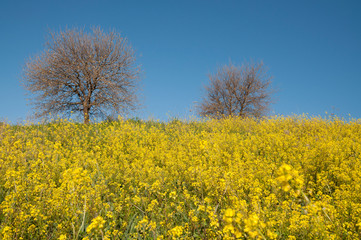 Wild mustard flowers in nature