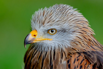 Portrait of a royal kite (Milvus Milvus)