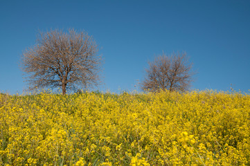 Fototapeta premium View of wild mustard flowers and tree in the shed