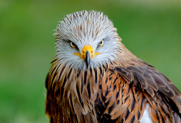 Portrait of a royal kite (Milvus Milvus)