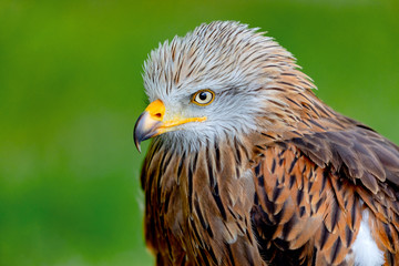 Portrait of a royal kite (Milvus Milvus)