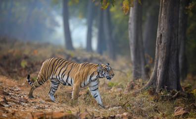 Fototapeta na wymiar Tigreress Choto Tara with a radio collar at Tadoba Andhari Tiger Reserve,Maharashtra,India