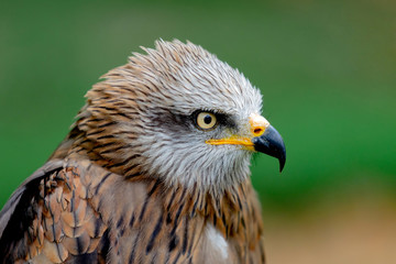 Portrait of a royal kite (Milvus Milvus)