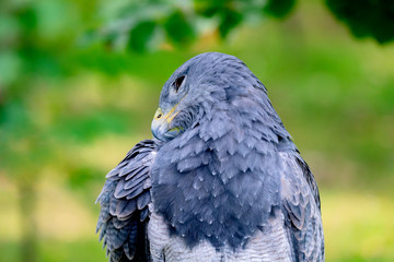 Portrait of a amazing southamerican bird