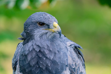 Portrait of a amazing southamerican bird
