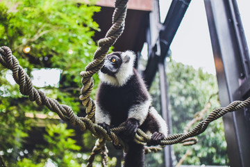 エリマキキツネザル