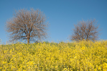 Fototapeta premium View of wild mustard flowers and tree in the shed