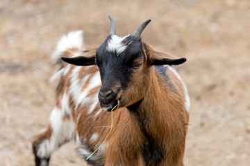 Naklejka na ściany i meble Small african goat