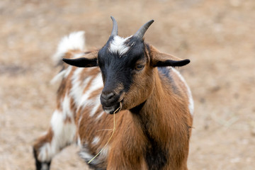 Small african goat