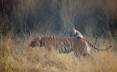 Fototapeta na wymiar Tiger cun jumping on her mothers back at Tadoba Andhari Tiger Reserve,Maharashtra,India