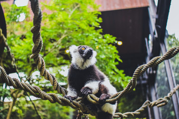 エリマキキツネザル