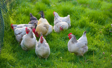 Rooster and Chickens. Free Range Cock and Hens