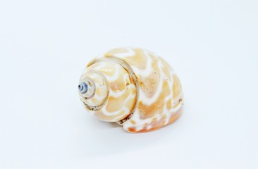 Seashell located on a white background