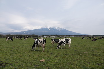 cows in the field near fuji montain