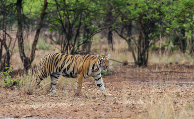 Tiger near Telian Lake at Tadoba Andhari Tiger Reserve,Maharashtra,India