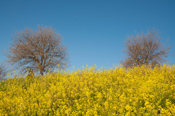 Trees without leaves in a wild mustard field