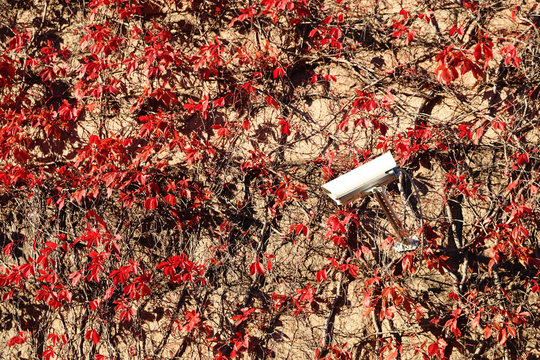 Security camera on a ivy-covered wall
