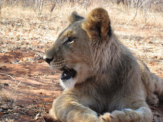 lion cub resting in zambia