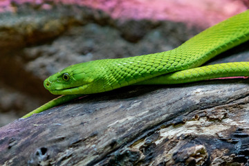Portrait of a mortal snake