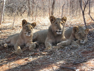 Fototapeta premium 3 lions resting in zambia