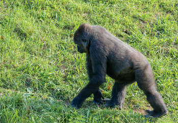 Adult gorilla walking on the grass