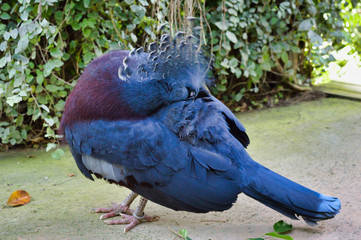 Crowned Pigeon - Goura- botany visit