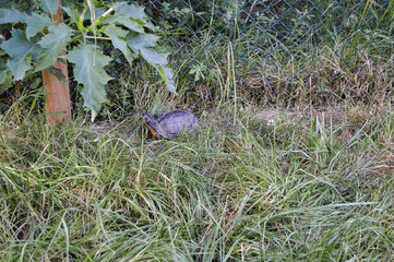 Turtle closeup tropical botany visit