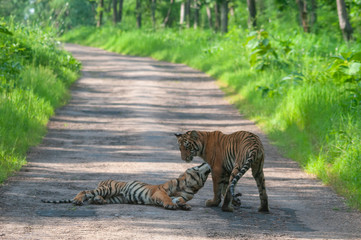 Naklejka na ściany i meble Tiger Cubs on the Main road at Tadoba Andhari Tiger Reserve,Maharashtra,India