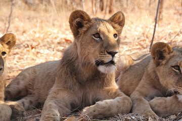 lion cub resting in zambia 